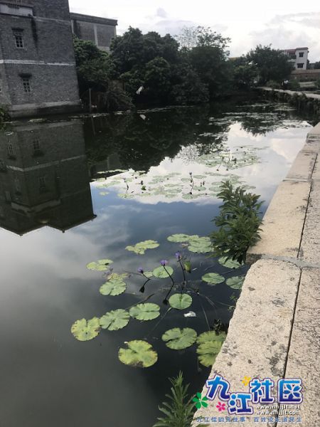 第二次荷莲种植结果