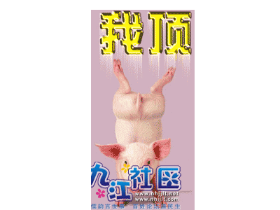 猪顶.gif