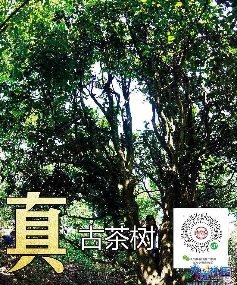 真古树茶.jpg