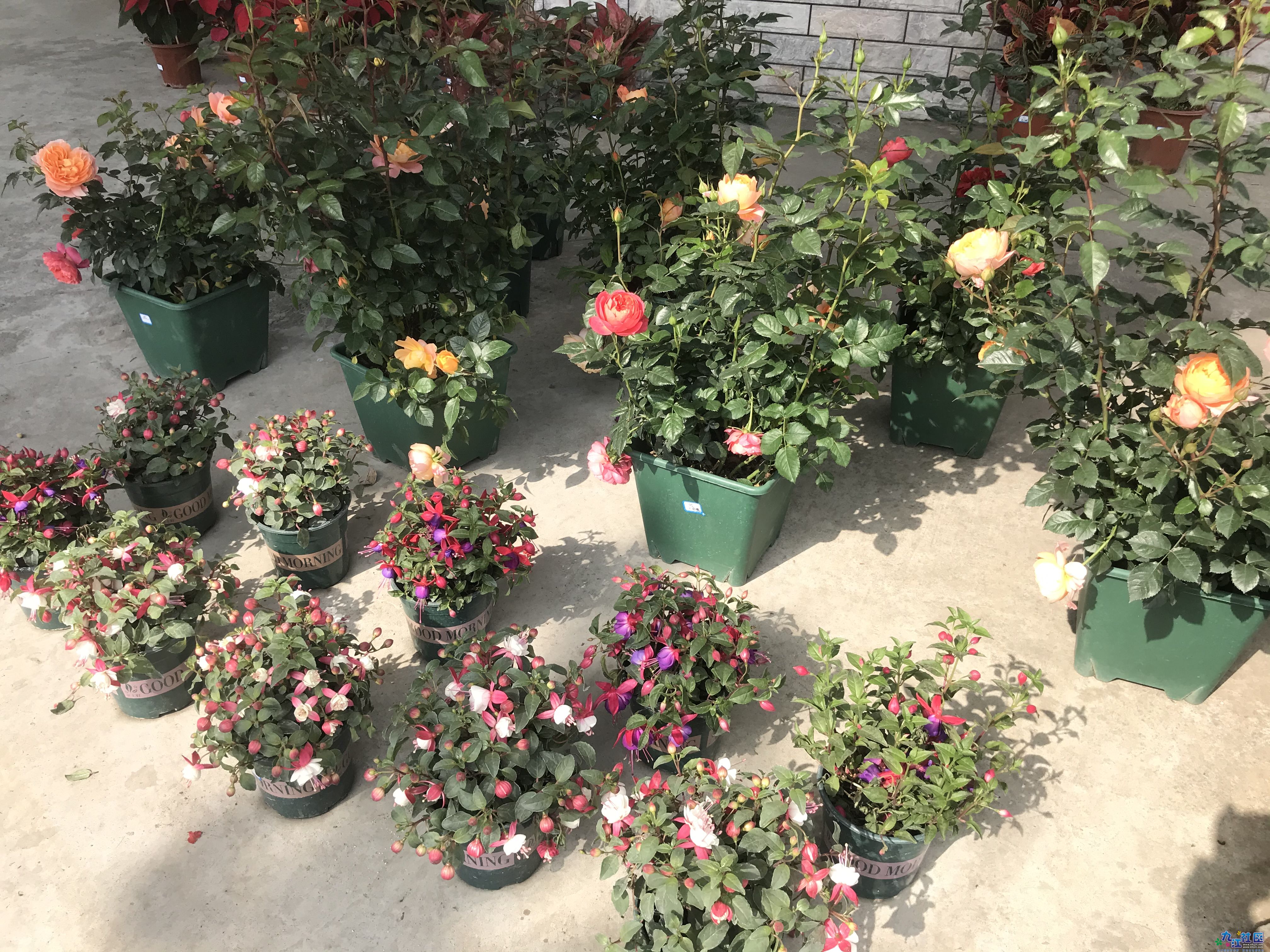 玫瑰/月季/宝莲灯