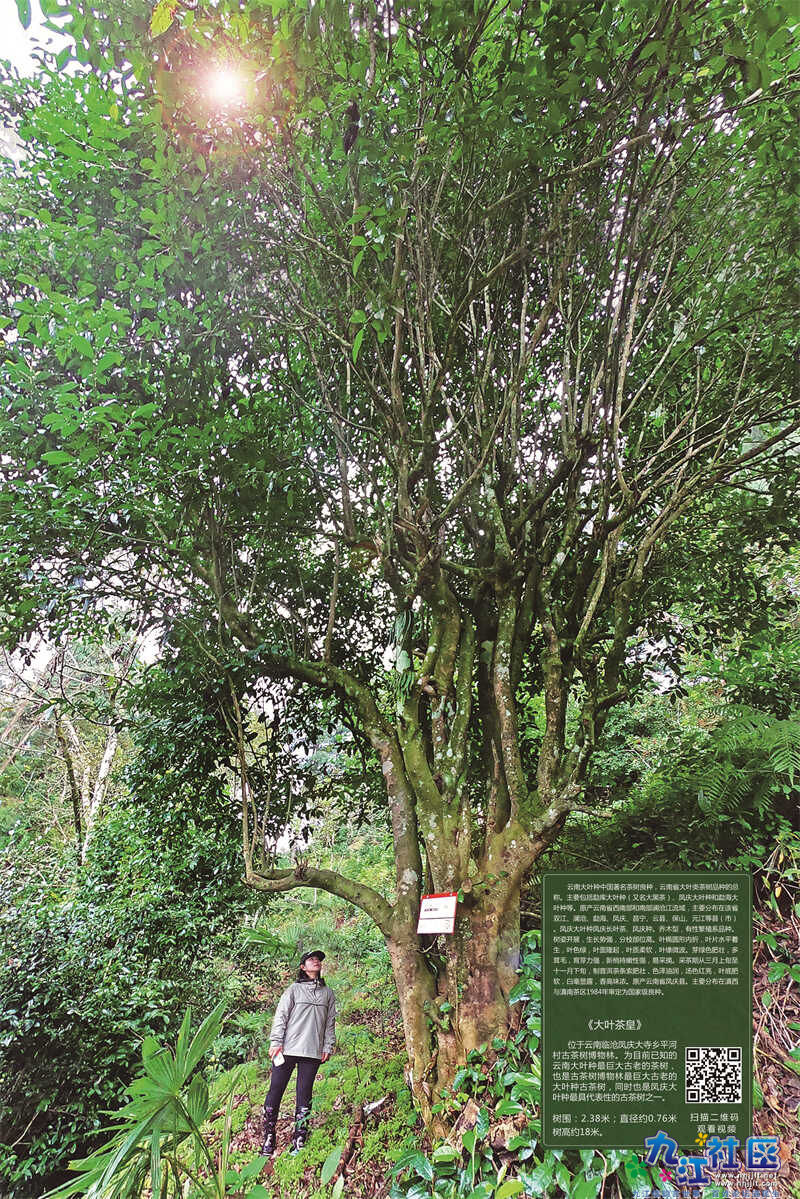 真古树 (5).jpg