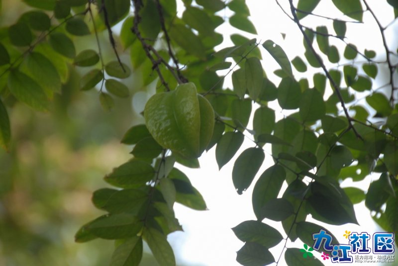 以前休息好中意摘，不过家下好日都唔上去