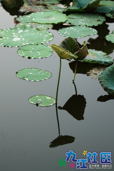 华光中学摄影社团２０１０暑假实践