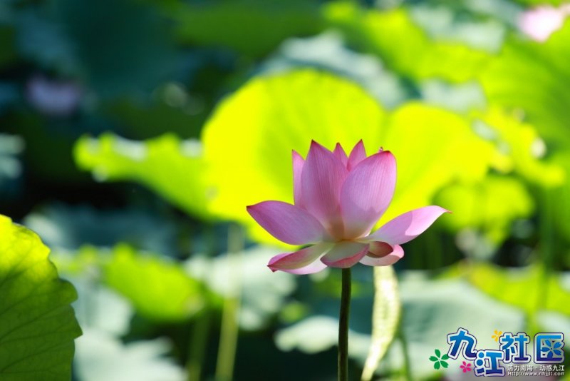 华光中学摄影社团２０１０暑假实践