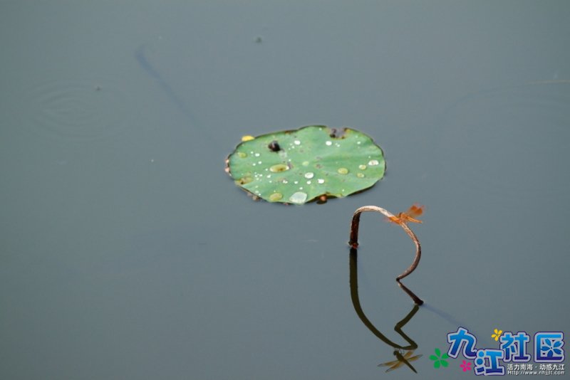 华光中学摄影社团２０１０暑假实践