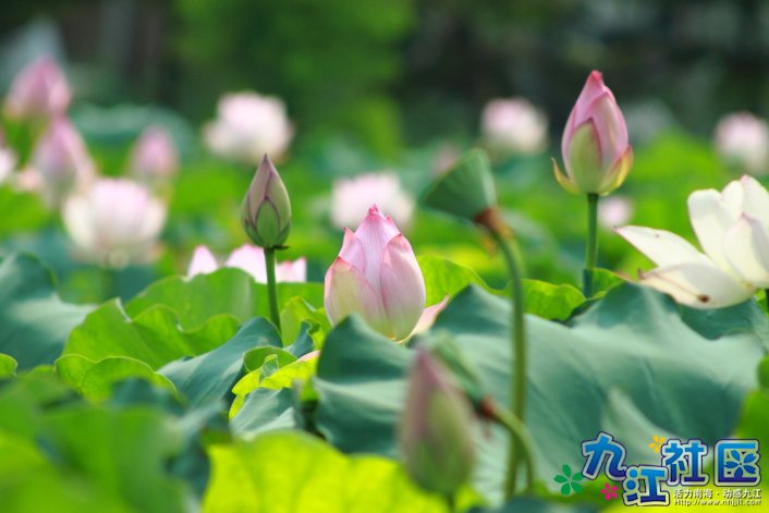 华光中学摄影社团2011习作