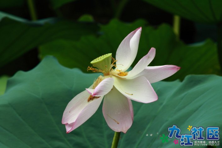 华光中学摄影社团2011习作