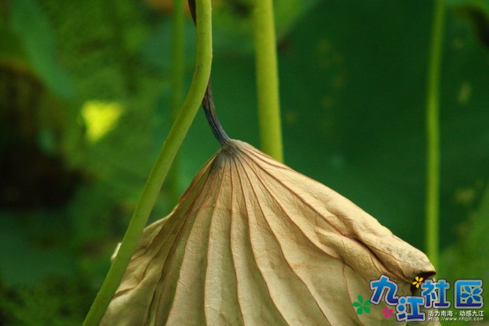 华光中学摄影社团2011习作