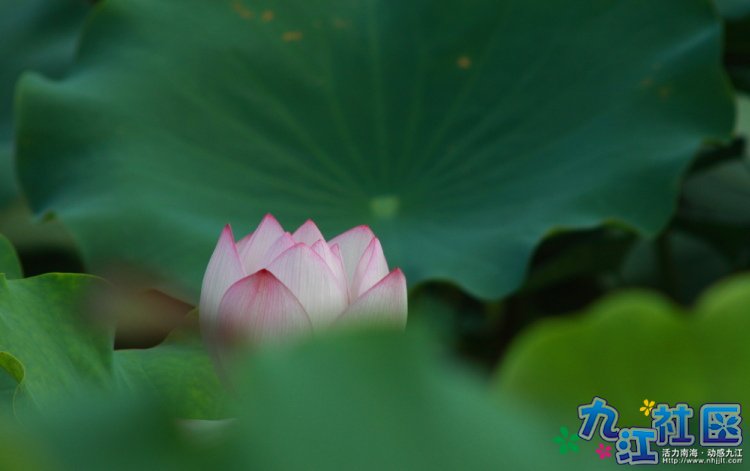 华光中学摄影社团2011习作