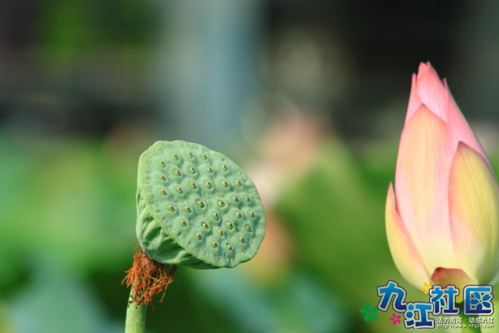 华光中学摄影社团2011习作