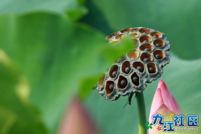 华光中学摄影社团2011习作