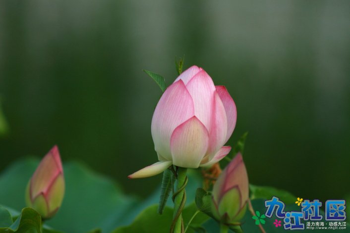 华光中学摄影社团2011习作