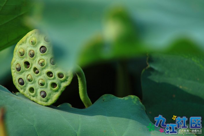 华光中学摄影社团2011习作