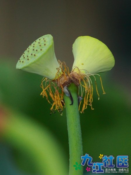 九江镇沙头水南龙一村荷塘