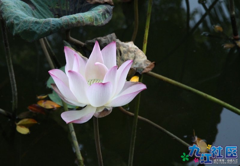 2009年8月华光中学新生军训