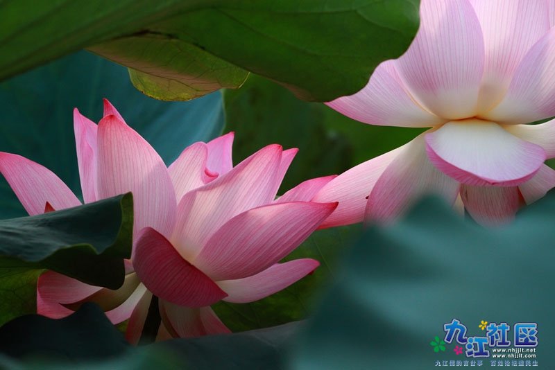 20110729龙一村荷塘